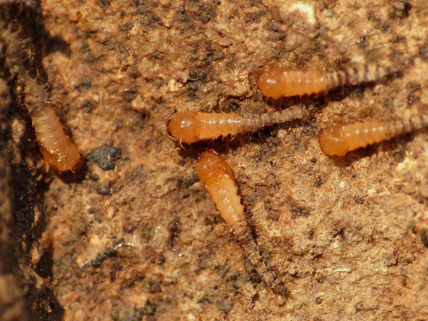 Pupe di Forcipomyia sp. (Ceratopogonidae) - Tolfa (RM)